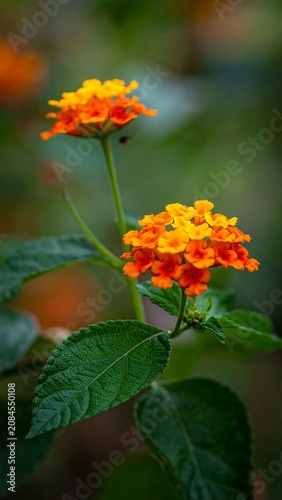 Vibrant orange and yellow flower clusters