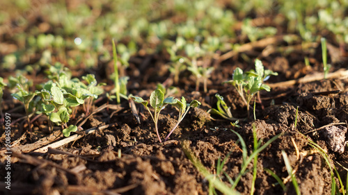 Photos A photo of small cauliflower seedlings.
