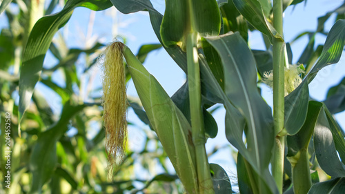 Corn silk is yellow or light green on young ears. These silk strands function as stigmas to receive pollen.
