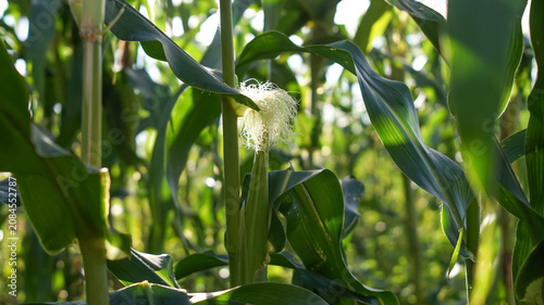 Corn silk is yellow or light green on young ears. These silk strands function as stigmas to receive pollen.