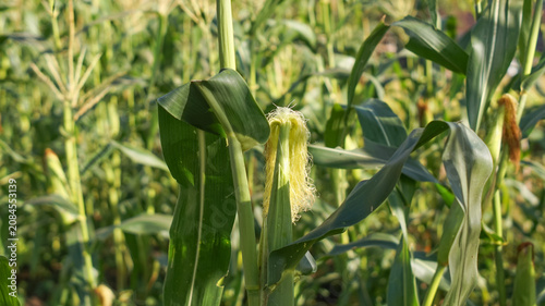 Corn silk is yellow or light green on young ears. These silk strands function as stigmas to receive pollen.
