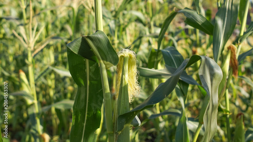 Corn silk is yellow or light green on young ears. These silk strands function as stigmas to receive pollen.