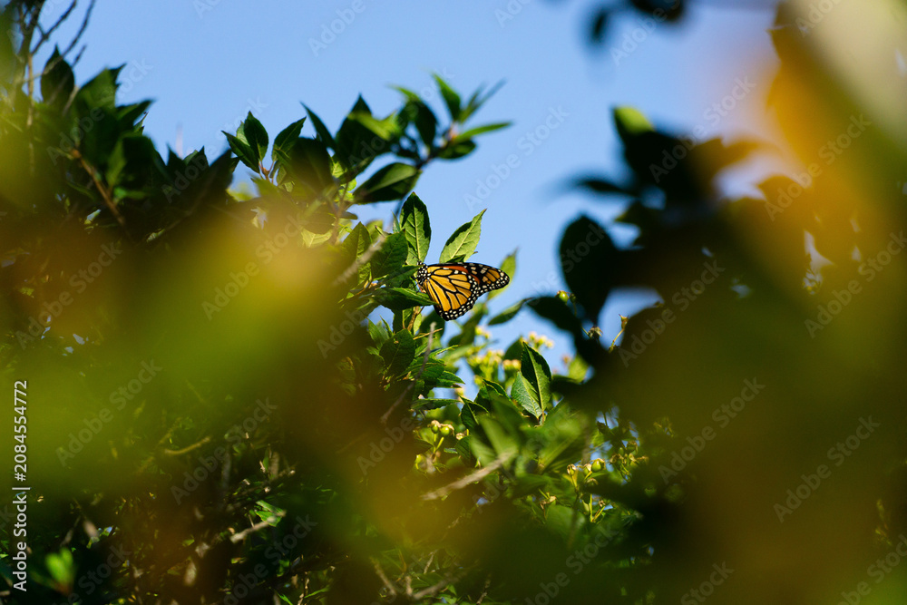 Fototapeta premium Monarch butterfly on Monhegan Island