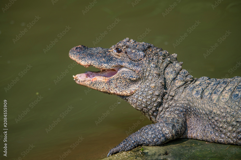 Fototapeta premium Close-up of a crocodile in the water.