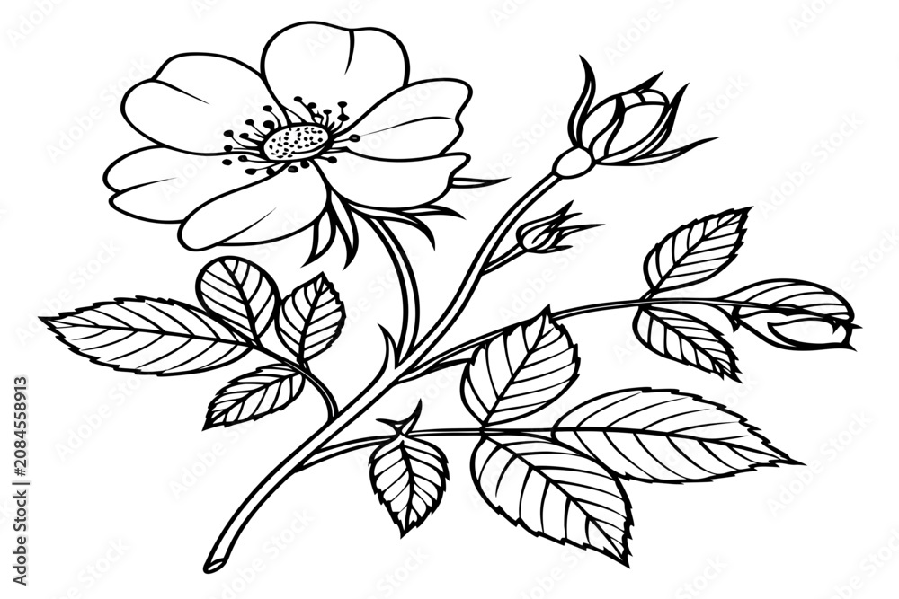 Obraz premium coloring page line art meadow rose flower black vector
