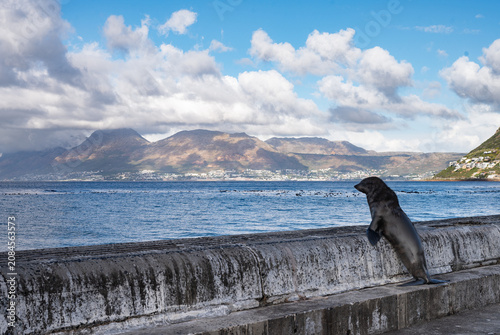 Schilderij op canvas Cape Fur Seal Perched on Harbor Wall Overlooking Bay and Mountains