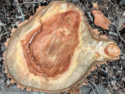 High-Resolution Rotten Tree Stump Cross Section Texture Detail