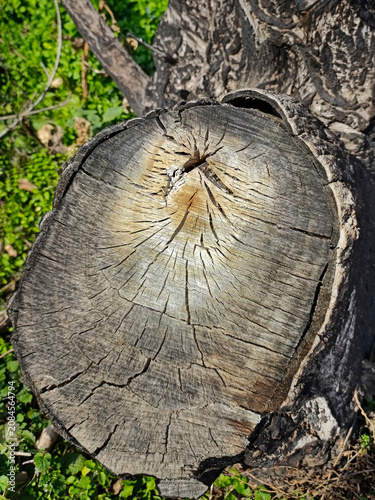 High-Resolution Rotten Tree Stump Cross Section Texture Detail