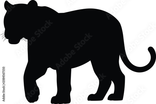 Canvas Print Black silhouette of a walking tiger isolated on white background, wild jungle ca