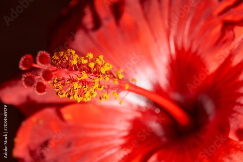 Decorative red hibiscus flower with wavy petals captured in close-up. Detailed macro shot of a red hibiscus flower with wavy petals. Ideal for nature and botanical themes.