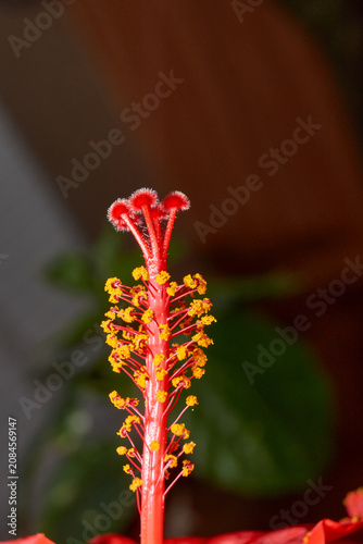 Decorative red hibiscus flower with wavy petals captured in close-up. Detailed macro shot of a red hibiscus flower with wavy petals. Ideal for nature and botanical themes.