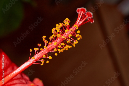 Decorative red hibiscus flower with wavy petals captured in close-up. Detailed macro shot of a red hibiscus flower with wavy petals. Ideal for nature and botanical themes.