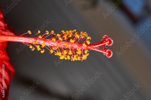 Decorative red hibiscus flower with wavy petals captured in close-up. Detailed macro shot of a red hibiscus flower with wavy petals. Ideal for nature and botanical themes.