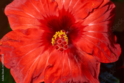 Decorative red hibiscus flower with wavy petals captured in close-up. Detailed macro shot of a red hibiscus flower with wavy petals. Ideal for nature and botanical themes.