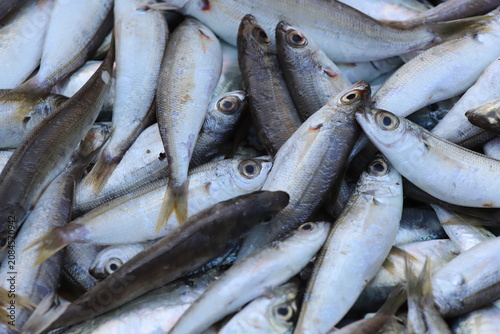Konstfotografi fresh fish at the market