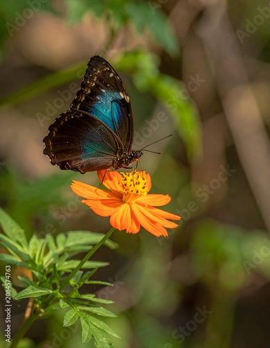 Blue butterfly on orange flower in nature.