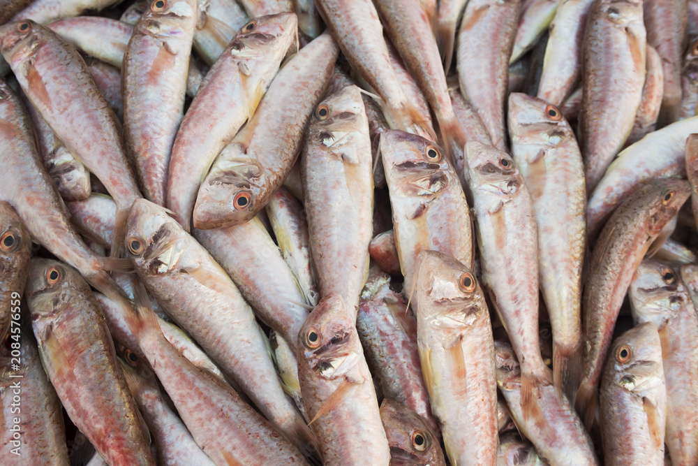 Fototapeta premium fresh fish on the market