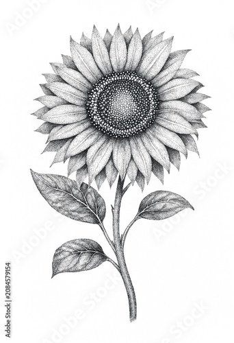 Detailed Pencil Sketch of a Sunflower with Leaves