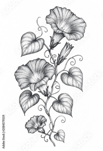 Detailed Pencil Sketch of Morning Glory Flowers and Leaves