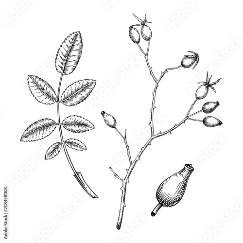 Tableau sur toile Detailed dog rose sketches set