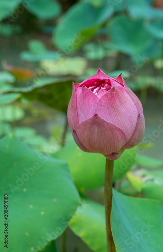 Beautiful pink lotus bud blooming in a tranquil pond