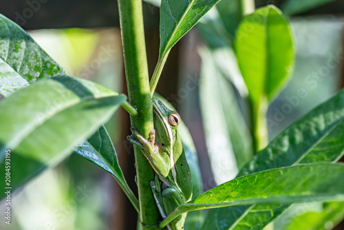 Fotografía Feeling A Little Froggy