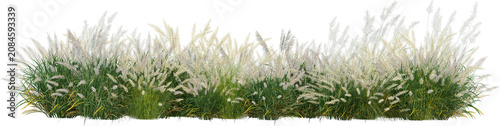 Grass on a transparent background
