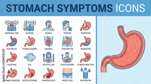 Stomach Anatomy And Symptoms Illustration Focus.