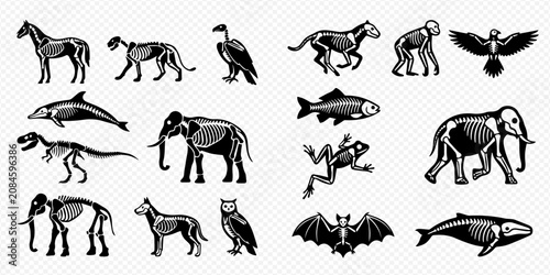 Obraz na plátně Set of animal skeletons and silhouettes, including horse, dinosaur, elephant, fish, and more, depicting anatomy and evolution