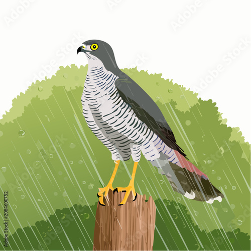 Goshawk sitting on tree stump in the rain.