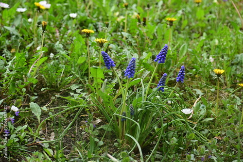 Foto Cluster of blue muscari grape hyacinth flowers blooming in wild spring grass fie