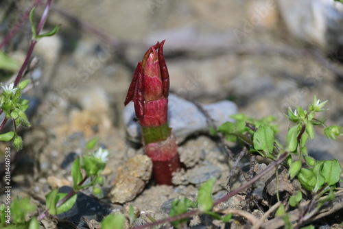 Young red Japanese knotweed sprout emerging from rocky ground, spring plant growth concept