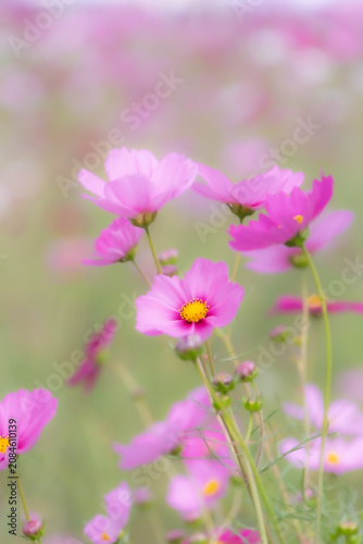 Full bloom cosmos flower field swaying in the autumn breeze, dreamy and beautiful clusters of flowers wrapped in soft pastel light with copy space