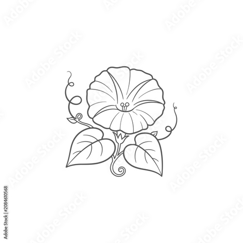 Hand drawn line art illustration of a morning glory flower with leaves and curly vines.