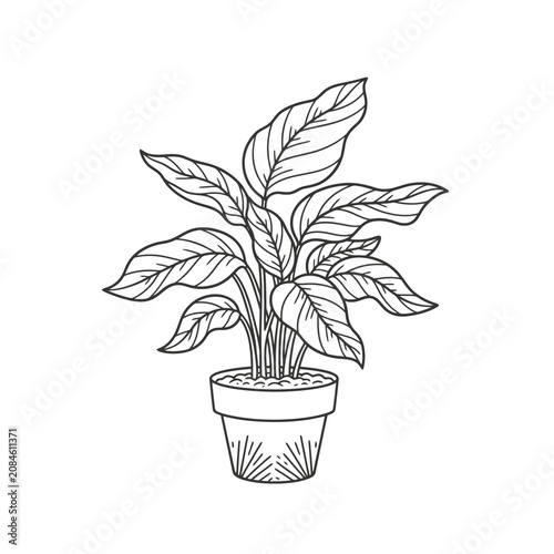 Hand drawn line art illustration of a potted houseplant with large leaves.
