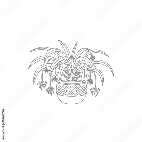 Hand drawn line art illustration of a spider plant in a decorative geometric pot.