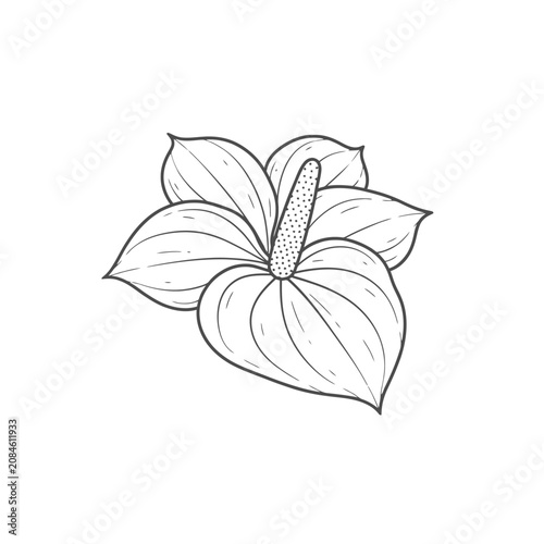 Hand drawn line art illustration of an anthurium flower isolated on white background.