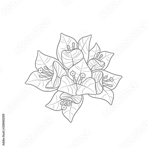 Hand drawn line art illustration of bougainvillea flowers isolated on white background.