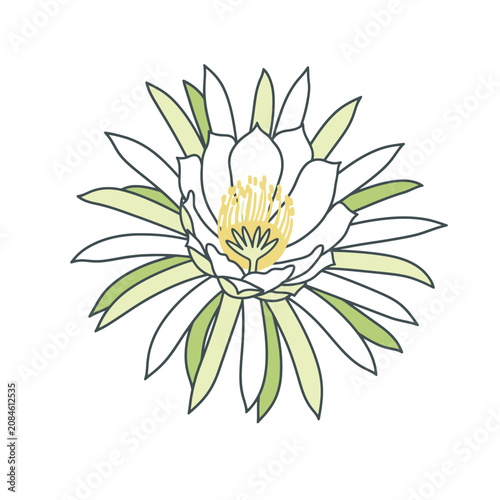 Hand drawn illustration of a blooming white cactus flower with green petals and yellow center.