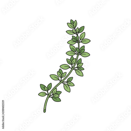 Hand drawn illustration of a fresh green thyme sprig culinary herb.