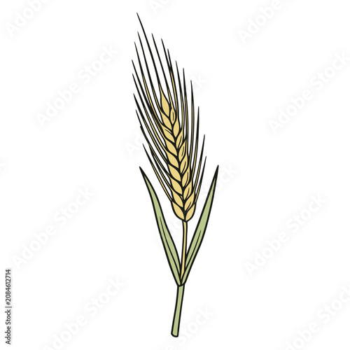 Hand drawn illustration of a single ear of wheat grain isolated on white background.