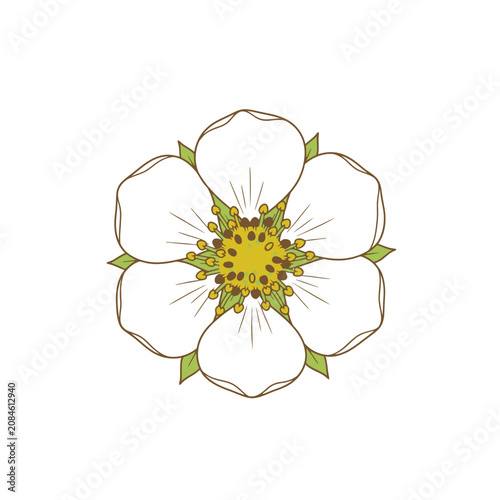 Hand drawn illustration of a white strawberry flower isolated on white background.