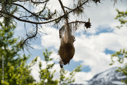 A nest of processionary caterpillars, or pine processionary caterpillars, on a pine branch. Thaumetopoea pityocampa