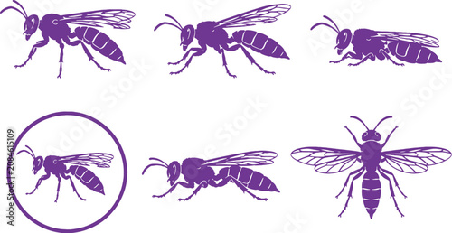 Fotografía Cicada Killer Wasp Black Silhouette Icon Set Sphecius Insect Vector Collection
