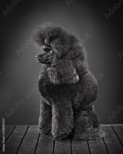 Studio shot of sitting black toy poodle