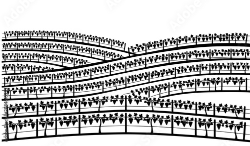 Tableau sur toile Vineyard Field Vector Black Grapevine Rows Hillside Farm Agriculture Landscape I