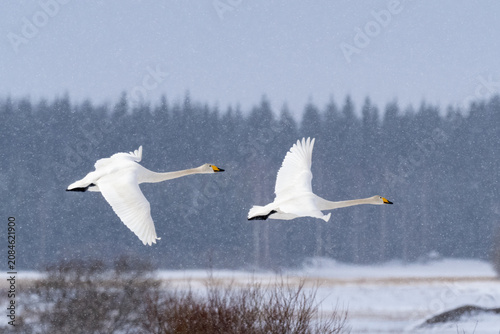 Two whooper swans in flight