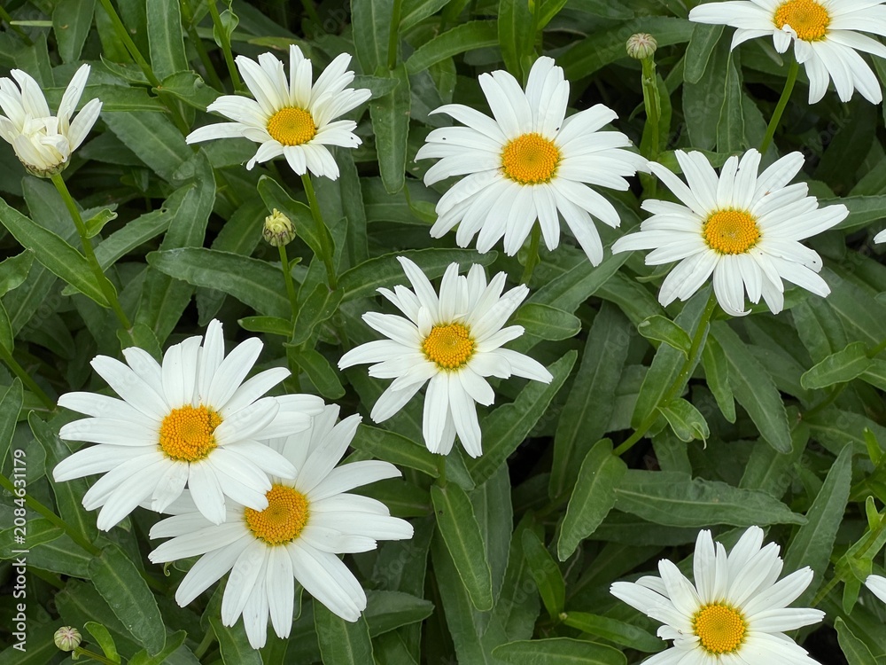 Fototapeta premium A chamomile in a green field
