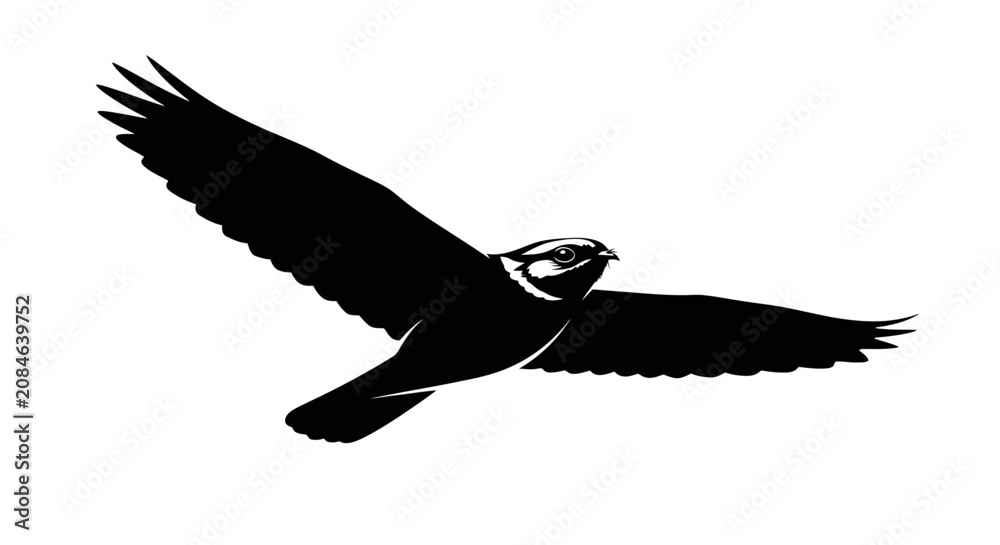 Fototapeta premium Bird in flight silhouette soaring through air