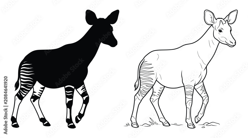 Fototapeta premium Okapis Monochrome Set with Outline and Silhouette Animal Designs in a Natural Walking Pose